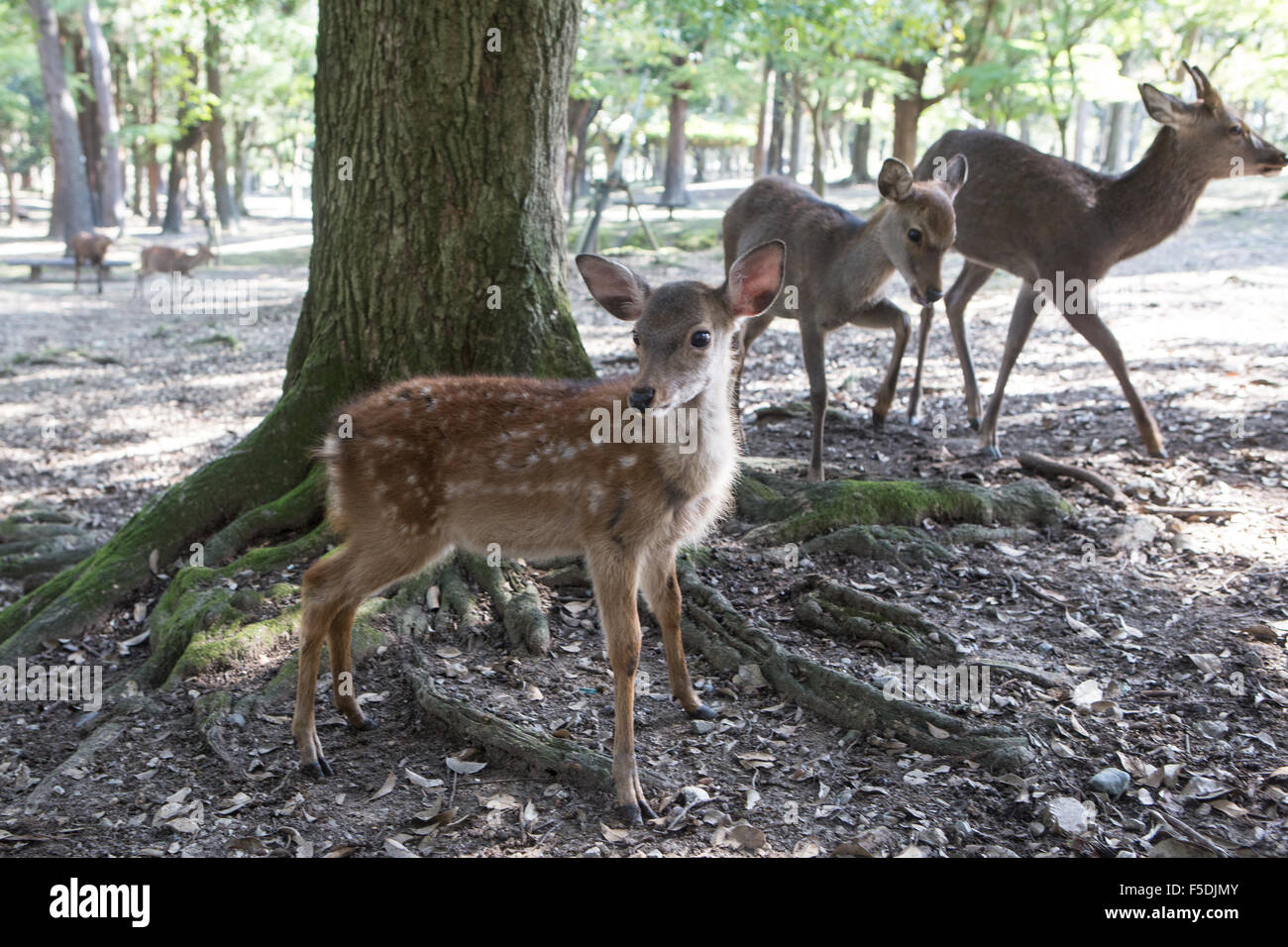 Baby deer at Nara temple with family Stock Photo