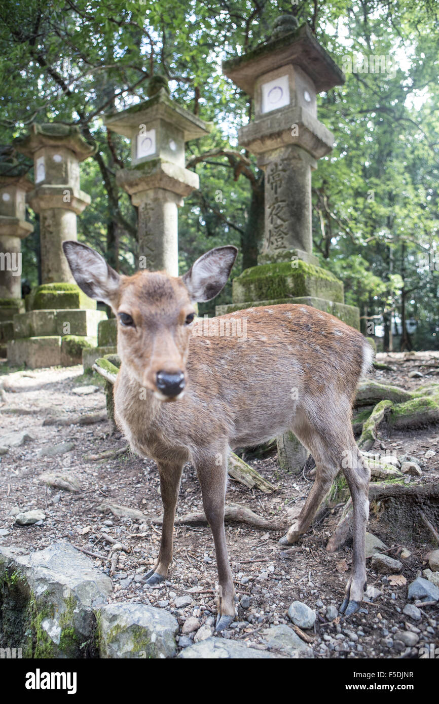 Deer at Nara temple standing in front of stone columns Stock Photo