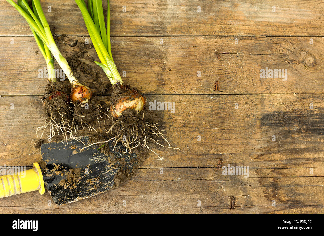 Freshly picked spring onions Stock Photo