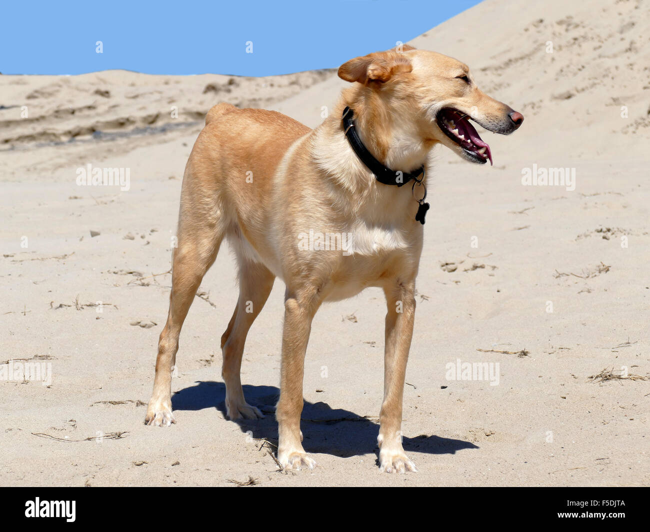 Podenco crossbreed with short tail on beach with collar Stock Photo