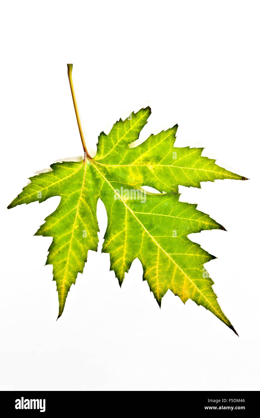 Beautiful green maple leaf hi-res stock photography and images - Alamy