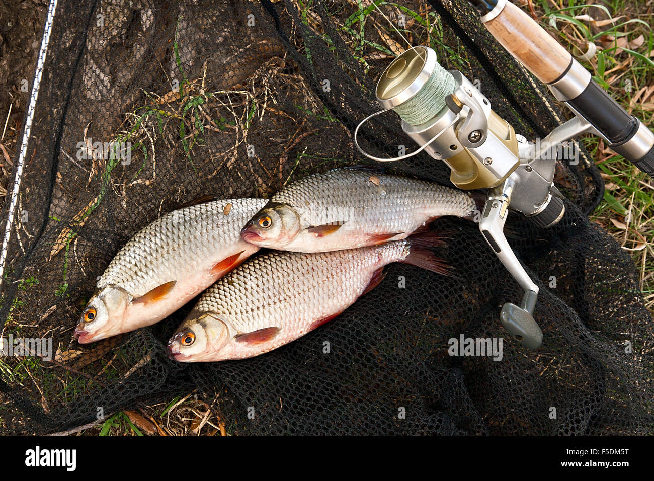 Rod meal hi-res stock photography and images - Alamy