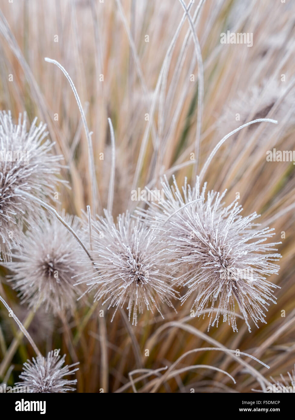 Aristae of Pennisetum alopecuroides grass covered with morning frost Stock Photo