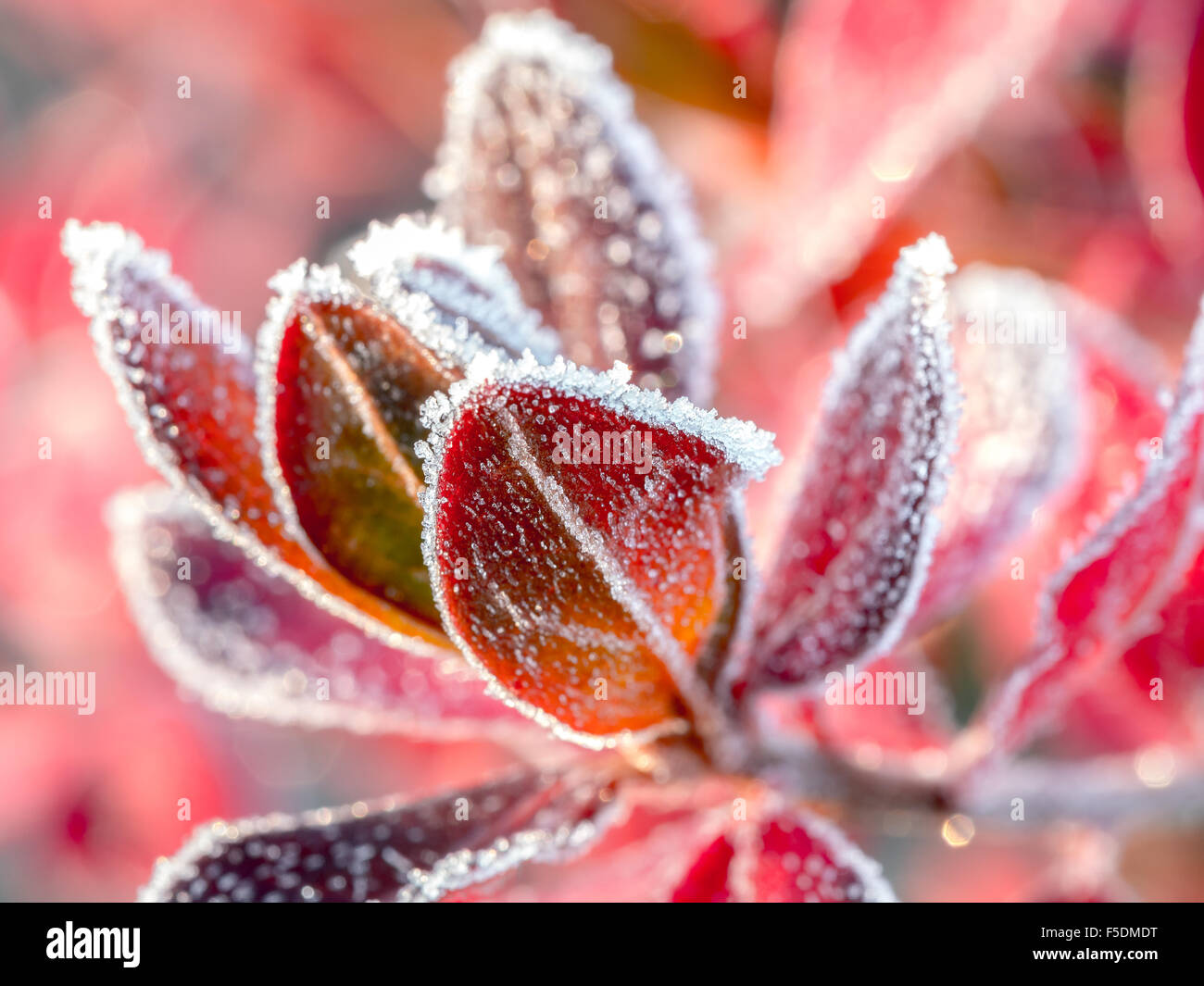 Closeup of barberry leaves covered with morning frost Stock Photo