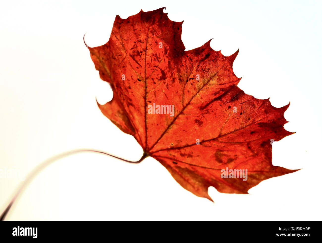Maple leaf isolated on a white background Stock Photo - Alamy