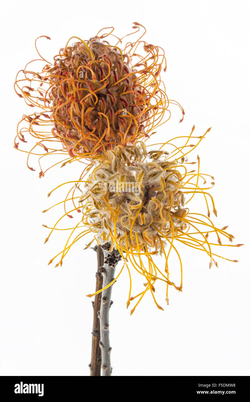 A High Key Photograph Of Two Dried Pincushion Protea Or Leucospermum Stock Photo Alamy