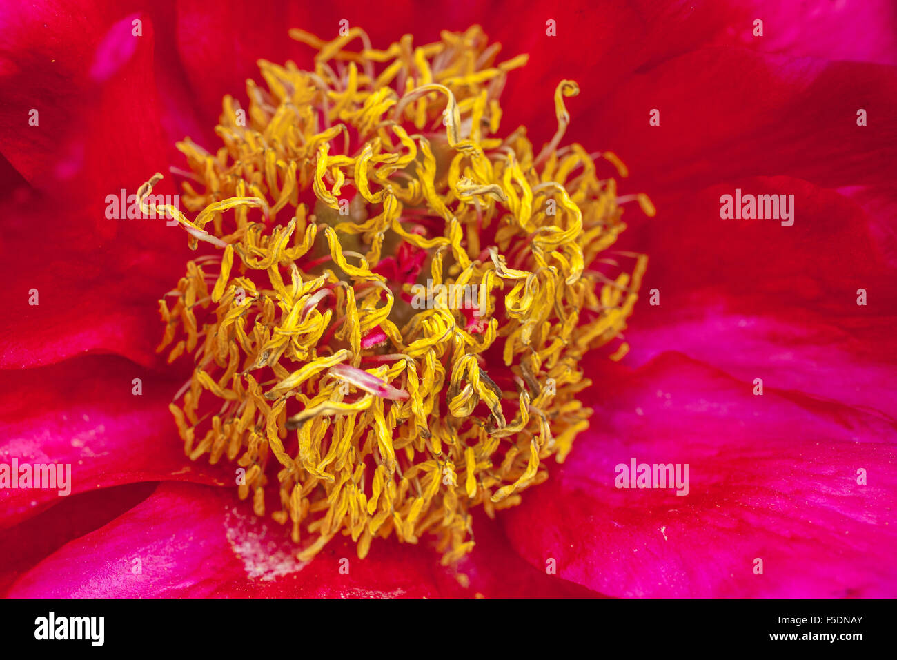 Paeonia suffruticosa, Tree peony, peonies close up flower Stock Photo