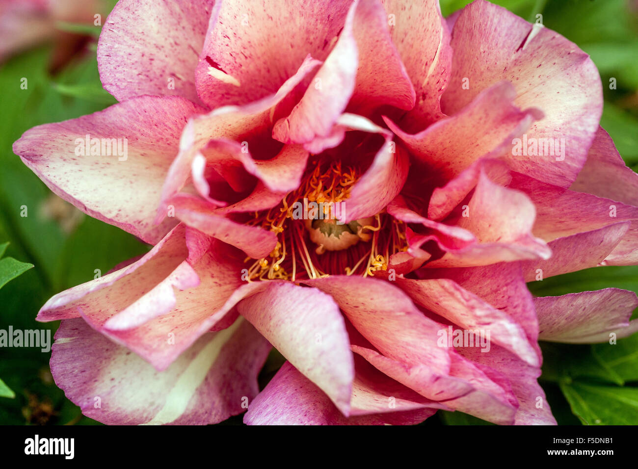 Paeonia Hillary Intersectional Peony Flower Pink Peonies Blooming Closeup Stock Photo Alamy Paeonia Hillary Intersectional Peony Flower Pink Peonies Blooming Closeup Stock Photo Alamy
