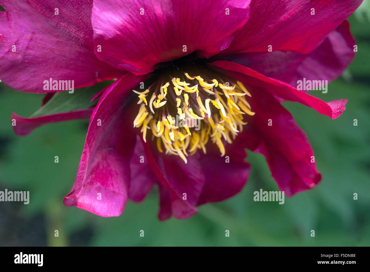 Paeonia x suffruticosa shimadaijin hires stock photography and images