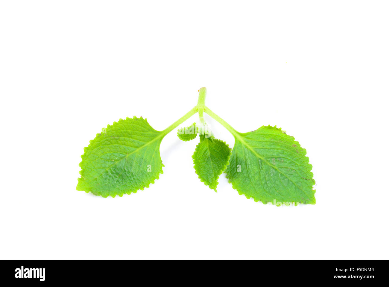 Siam weed hi-res stock photography and images - Alamy