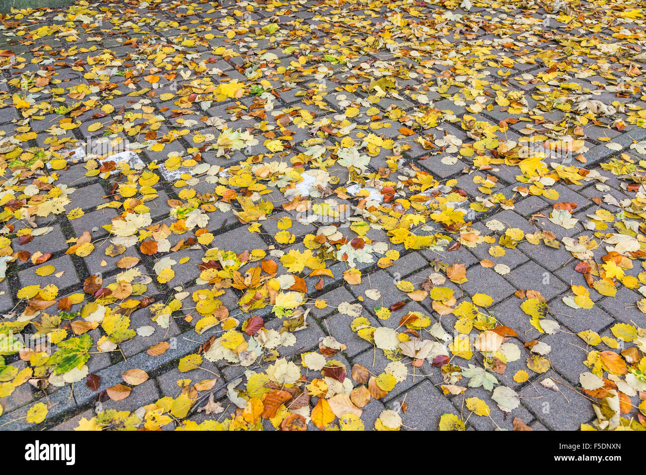 Colorful background of fallen autumn leaves on the pavement Stock Photo ...
