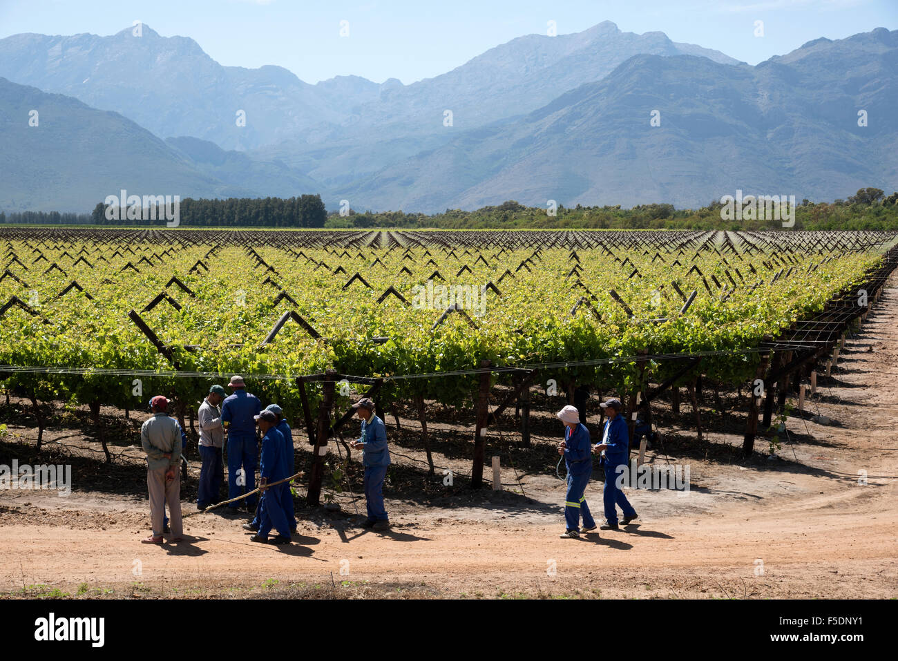 Bergrivier region South Africa workers tending vines in Spring Stock Photo