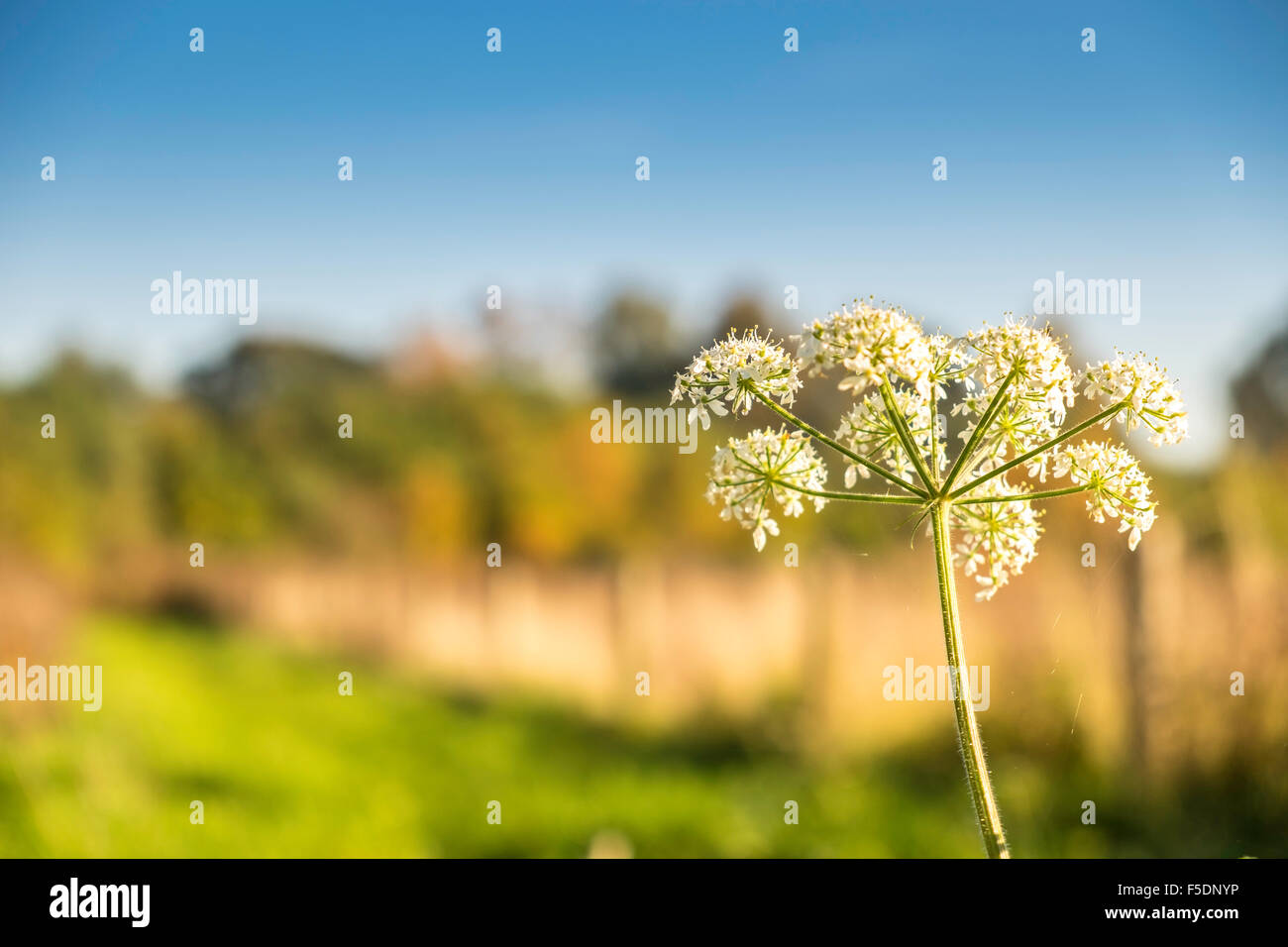 British wild flower Hemlock Water-dropwort background out of focus Stock Photo