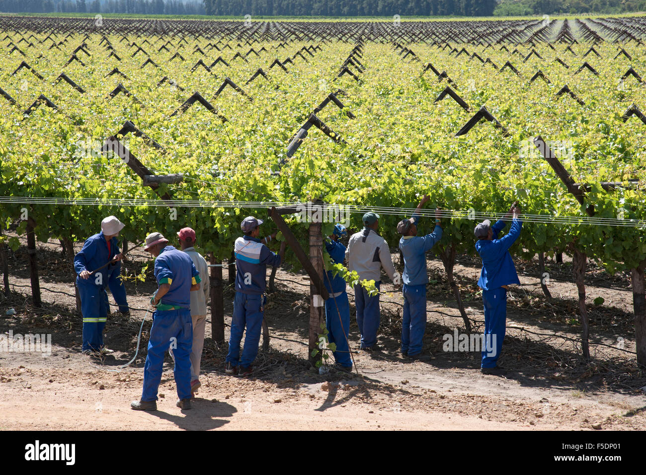 Bergrivier region South Africa workers tending vines in Spring Stock Photo