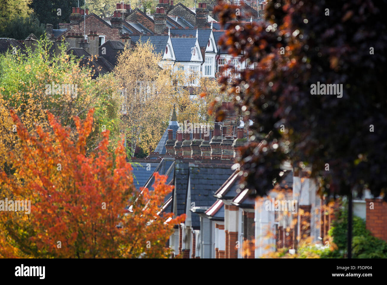 Autumn color in the trees of Dukes Avenue, a street in the North London district of Muswell Hill. Stock Photo