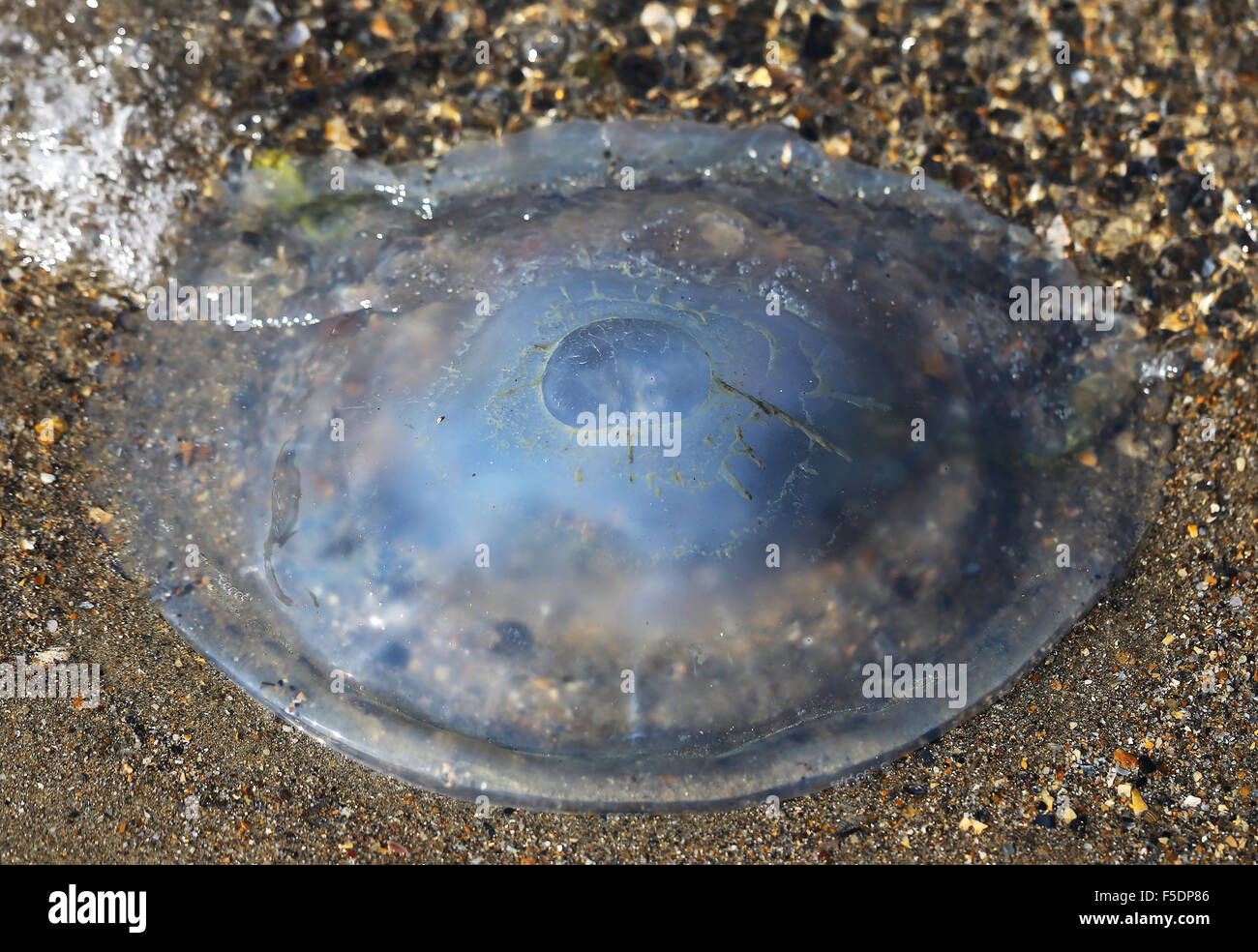 round jellyfish lying on the beach is photographed close-up Stock Photo