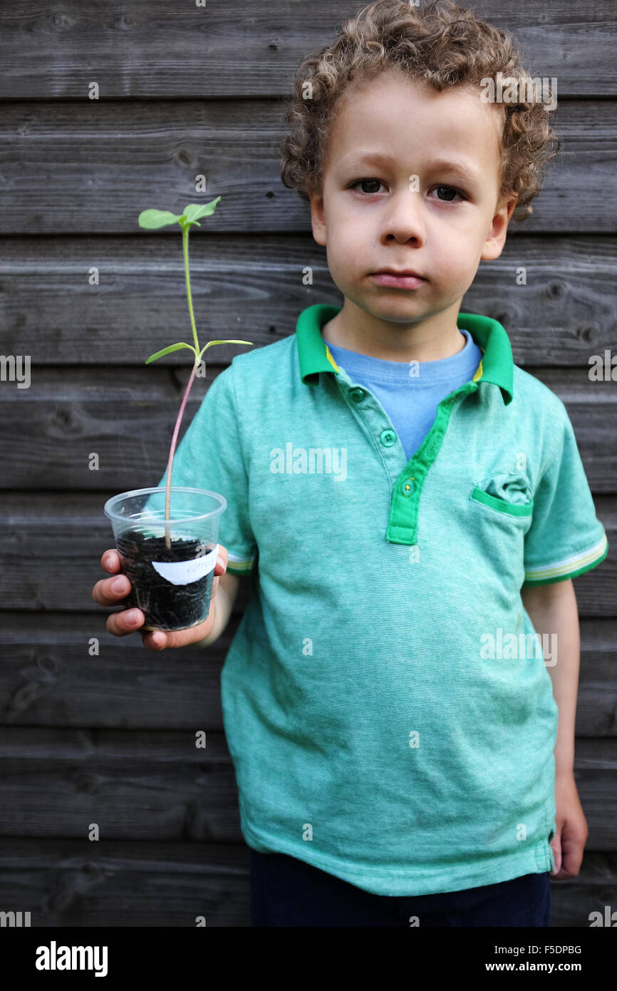 Small child with baby sun flower in a pot Stock Photo