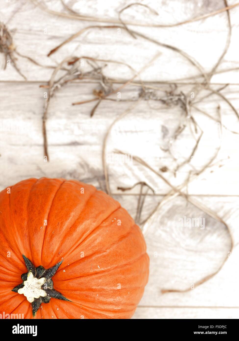 A studio photo of a Halloween pumpkin on artificial grass Stock Photo ...