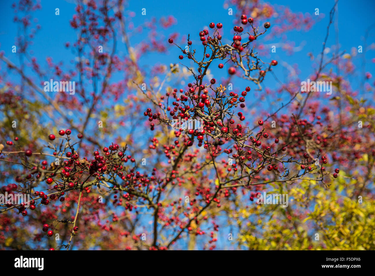 Red hawthorn berries in the wild (Crataegus oxyacantha L.) Stock Photo