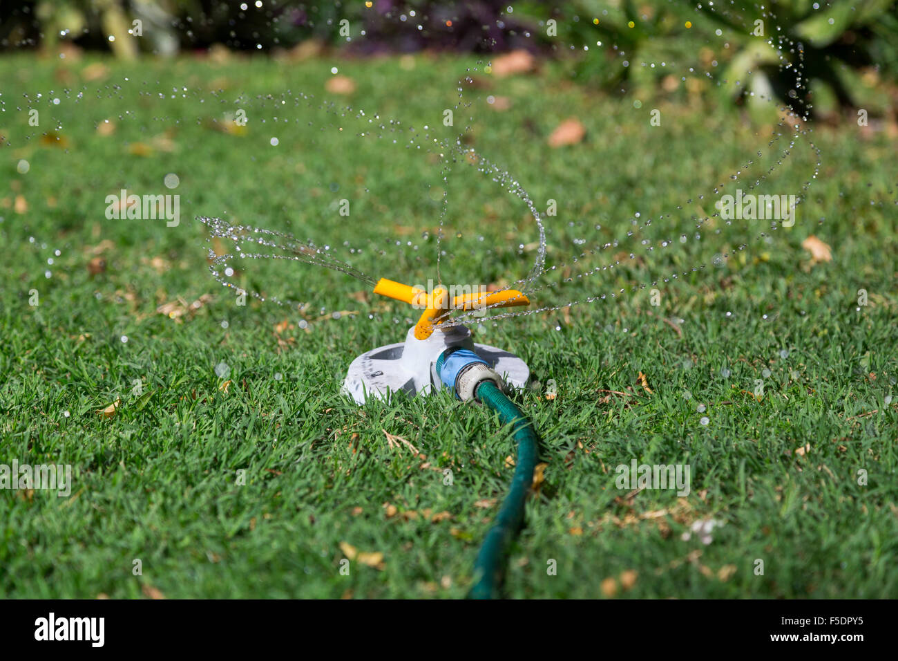 Sprinkler watering the grass Stock Photo Alamy