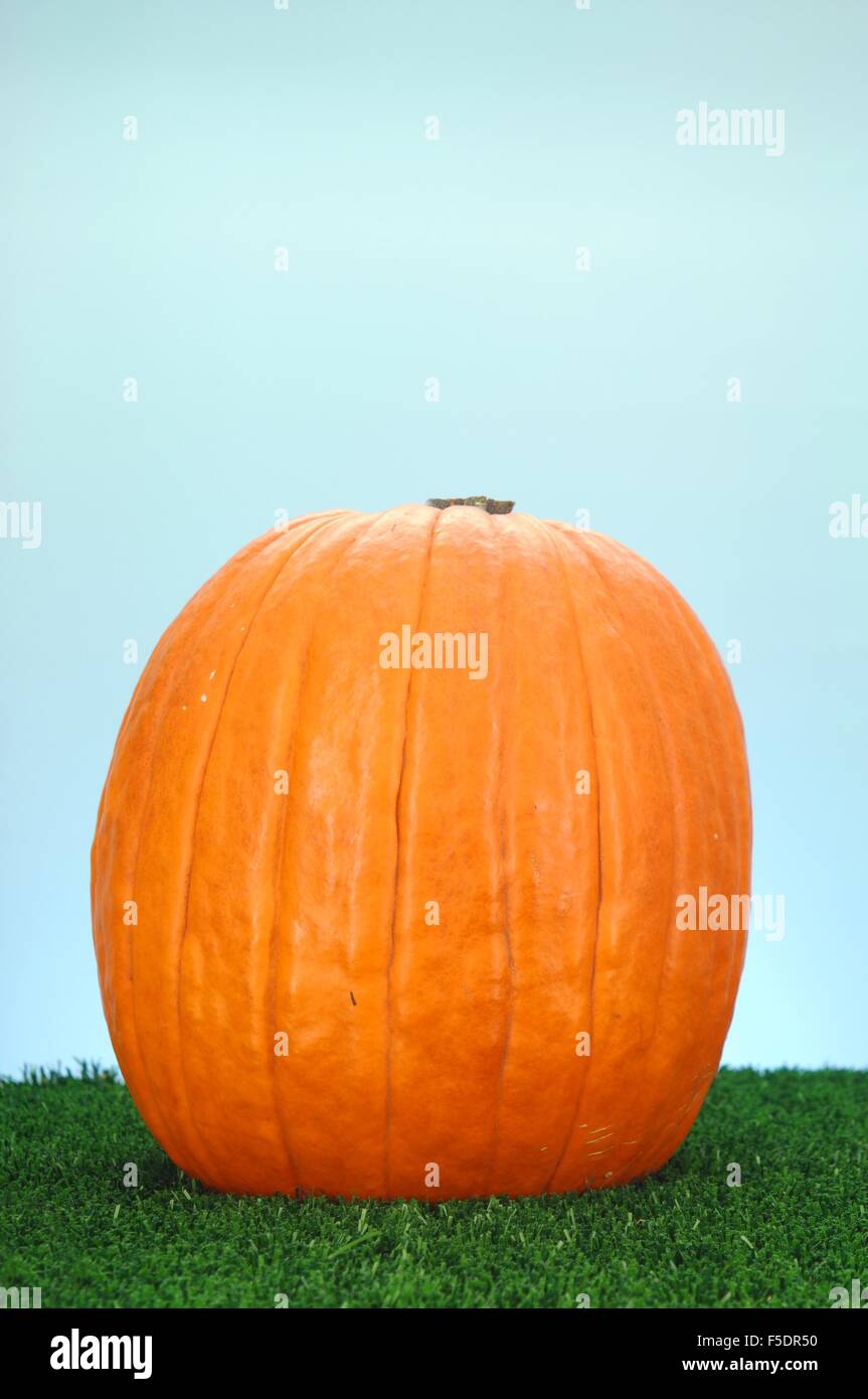 A studio photo of a Halloween pumpkin on artificial grass Stock Photo ...
