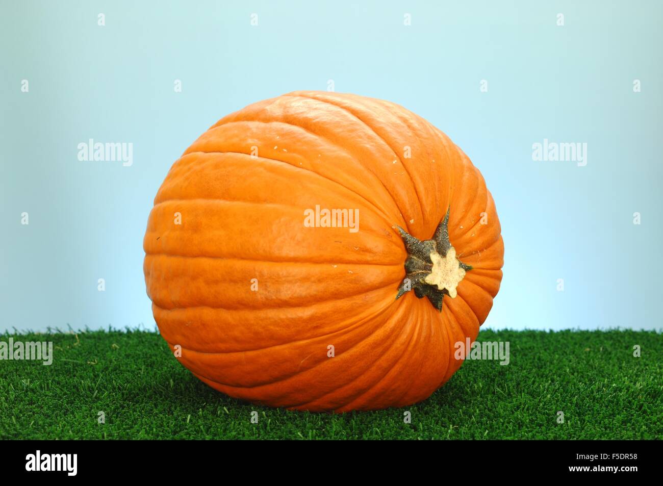 A studio photo of a Halloween pumpkin on artificial grass Stock Photo ...