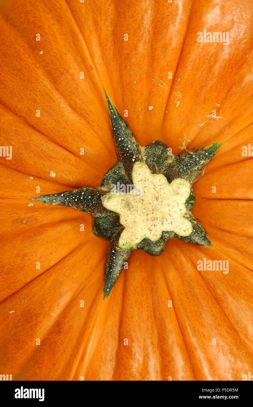A studio photo of a Halloween pumpkin on artificial grass Stock Photo ...
