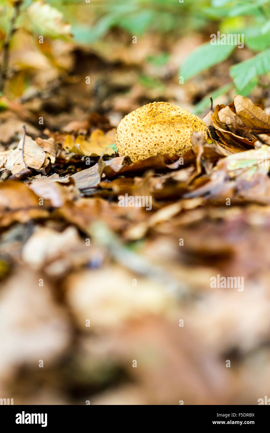 portrait image of a common earth ball fungi in Autumn woodland, small at the top of the frame with room for text at the bottom. Stock Photo