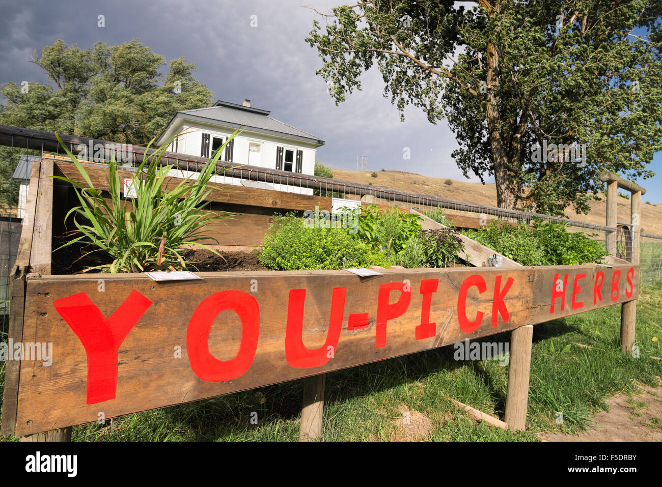 You pick culinary herbs at roadside stand in Eastern Oregon. Stock Photo