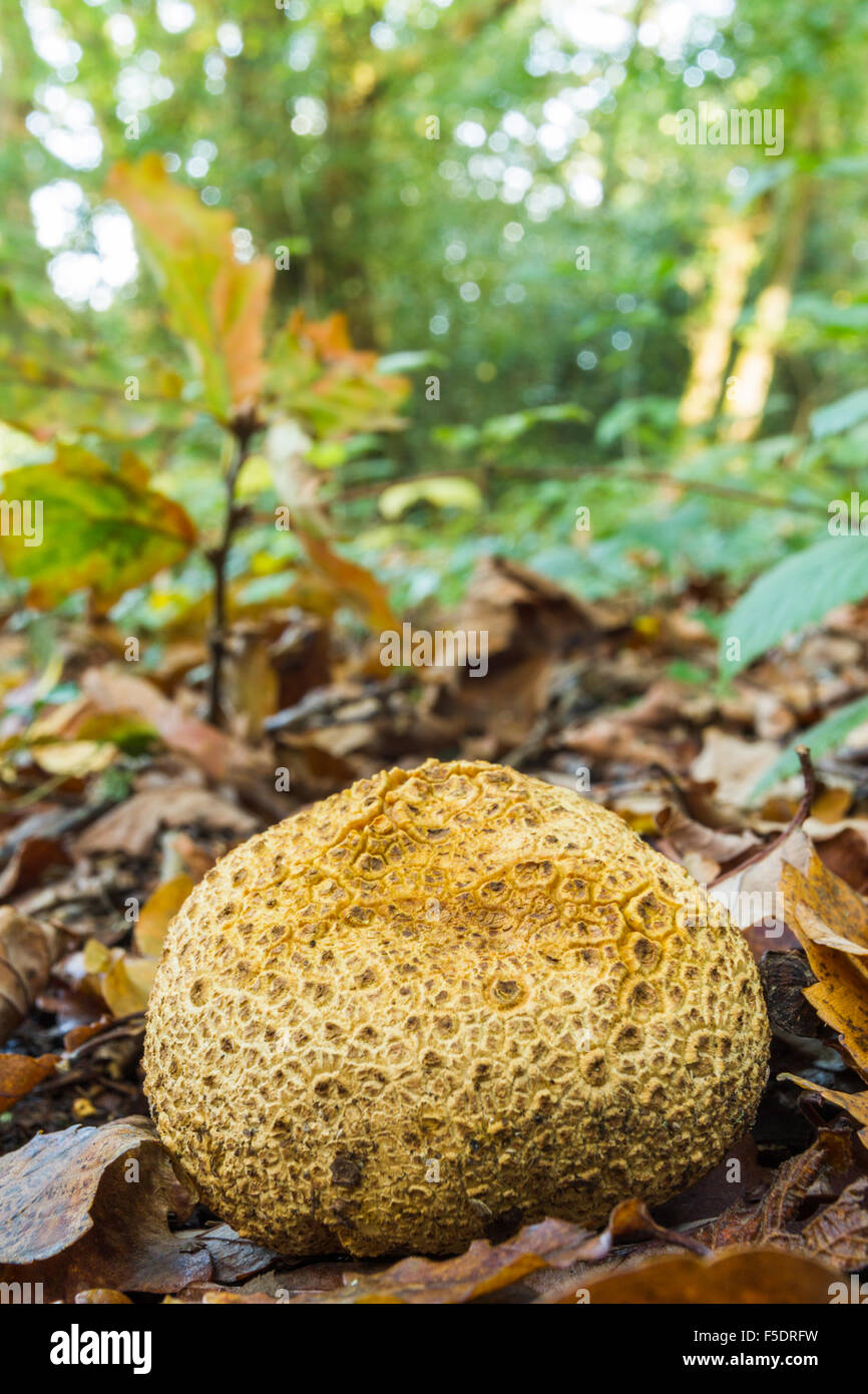 portrait image of an earth ball fungus fungi large in the foreground on the woodland floor in Autumn Stock Photo