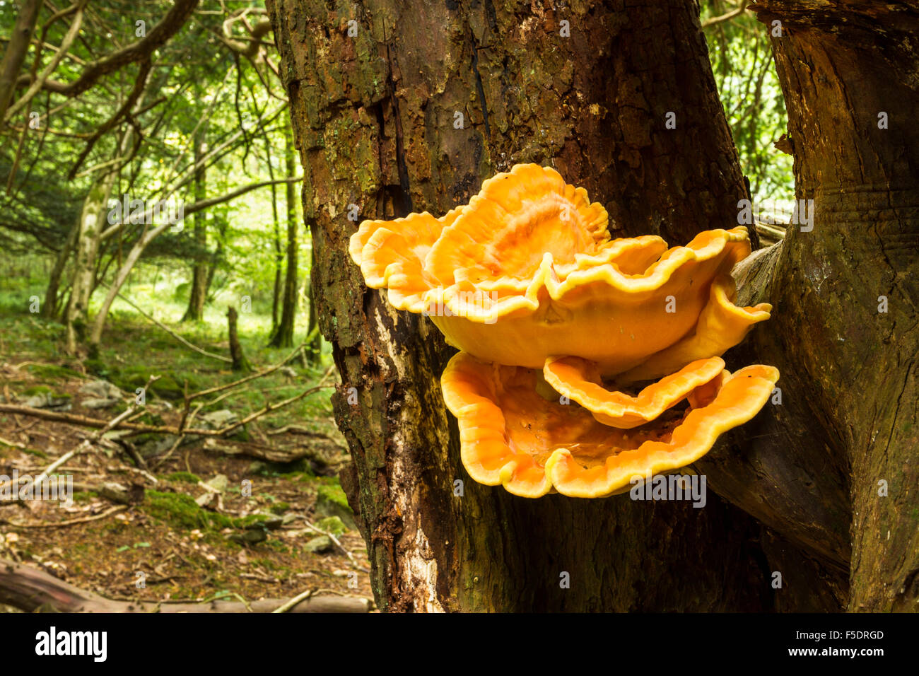 Chicken of the woods bracket fungus growing from tree in woodland or forest. Stock Photo