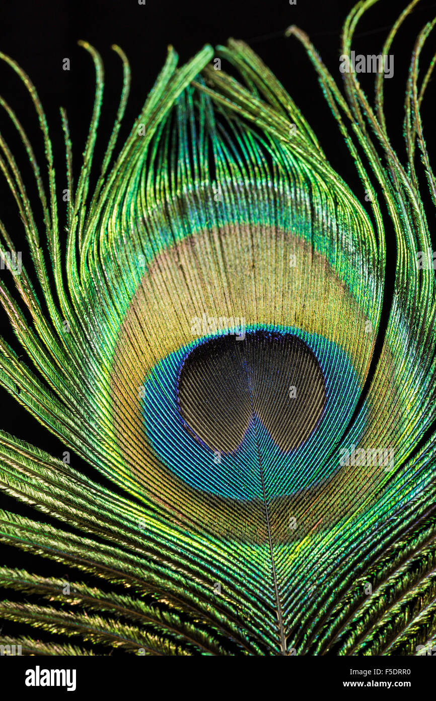 Single Peacock feather against black background Stock Photo - Alamy