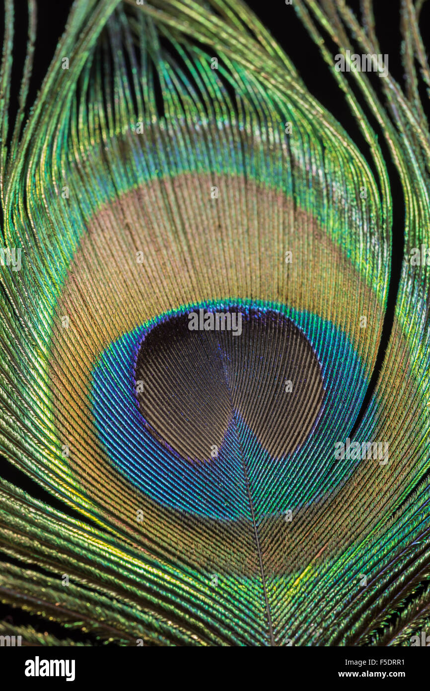 Single Peacock feather against black background. Stock Photo