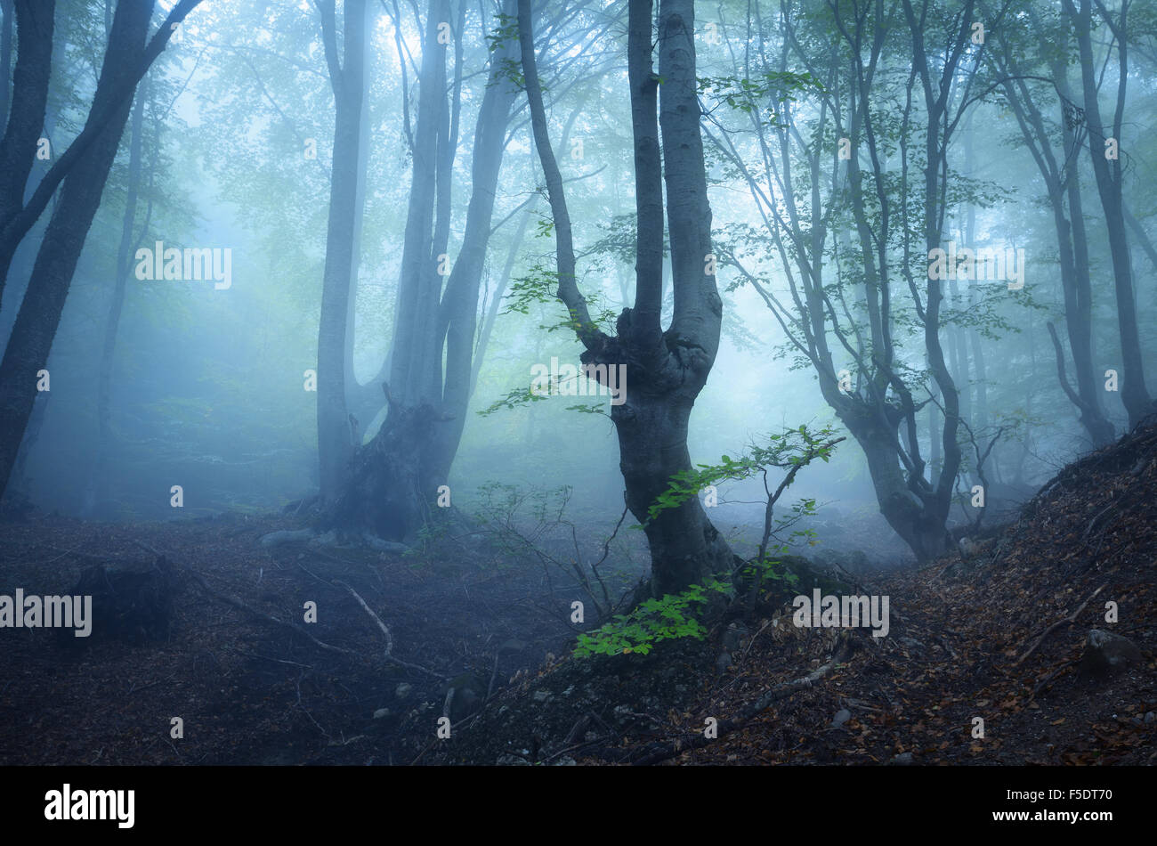 Trail through a mysterious dark old forest in fog. Autumn morning in ...