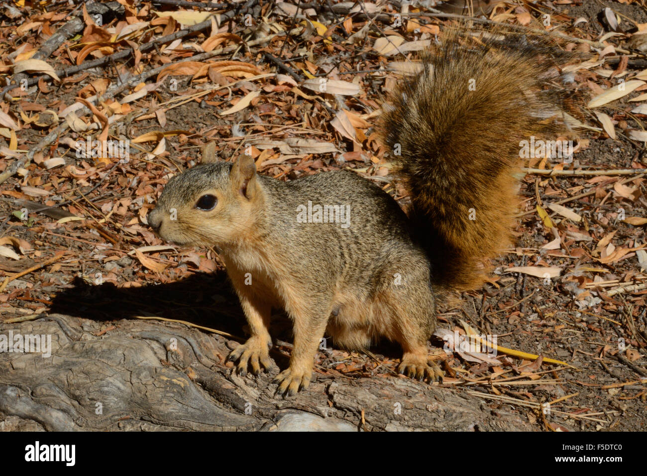 Red Fox tree squirrel Stock Photo