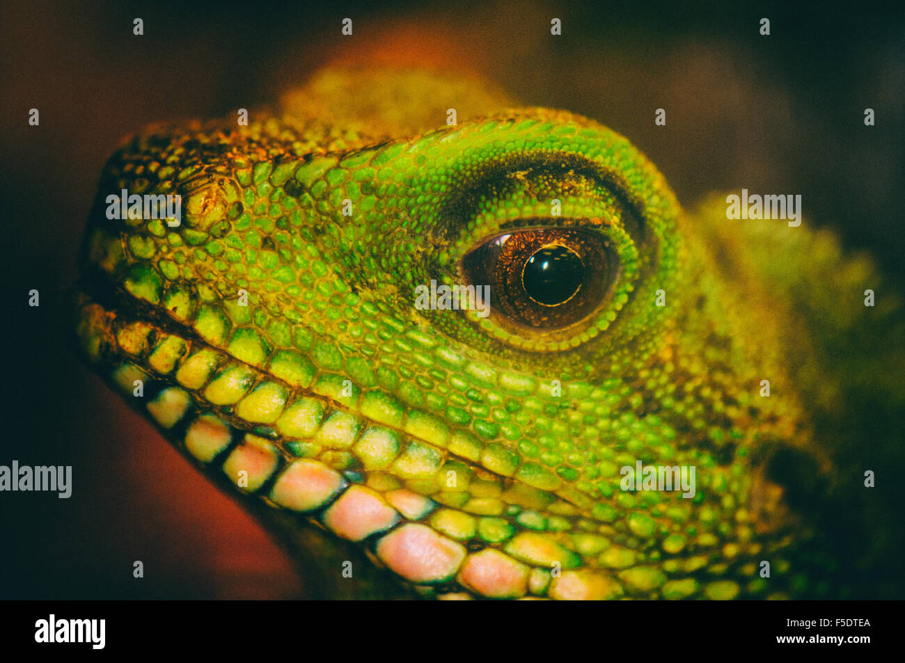 Close up detail of a green water dragon eye Stock Photo Alamy