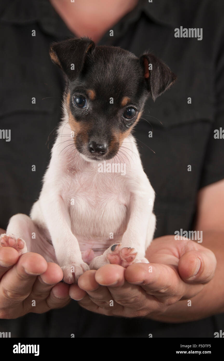 Man holding an american terrier puppy aka amertoy in his hands Stock Photo