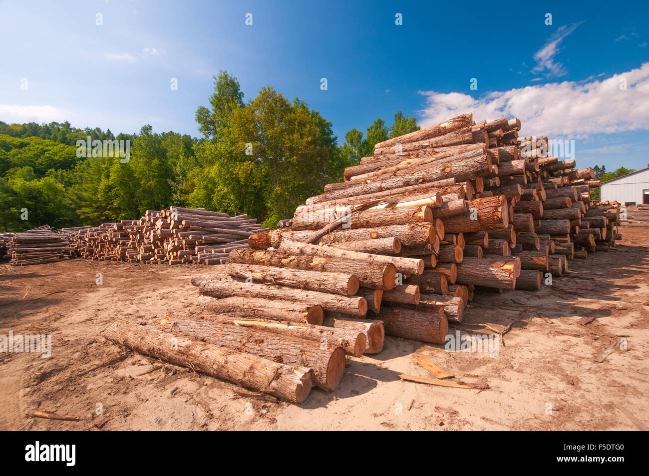Pine logs stacked at lumber mill in Ontario, Canada Stock Photo