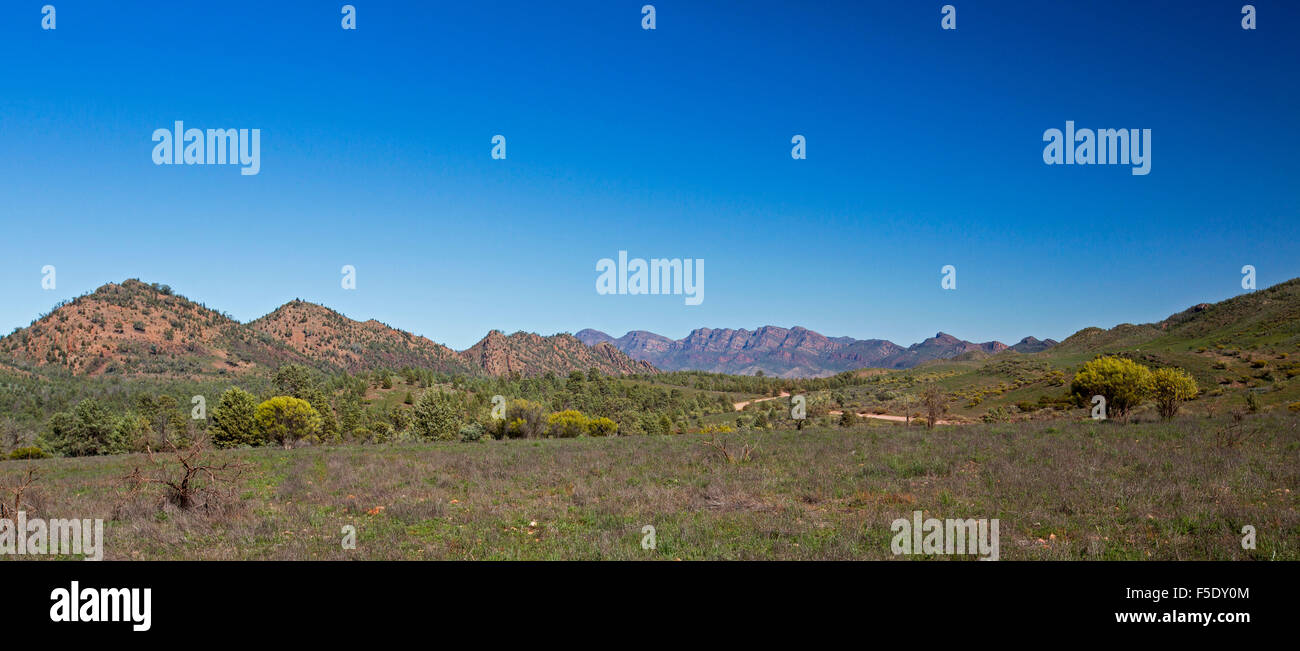 Panoramic outback landscape, Flinders Ranges peaks rising beyond red hills & plains tinged with green after rain, under blue sky in South Australia Stock Photo