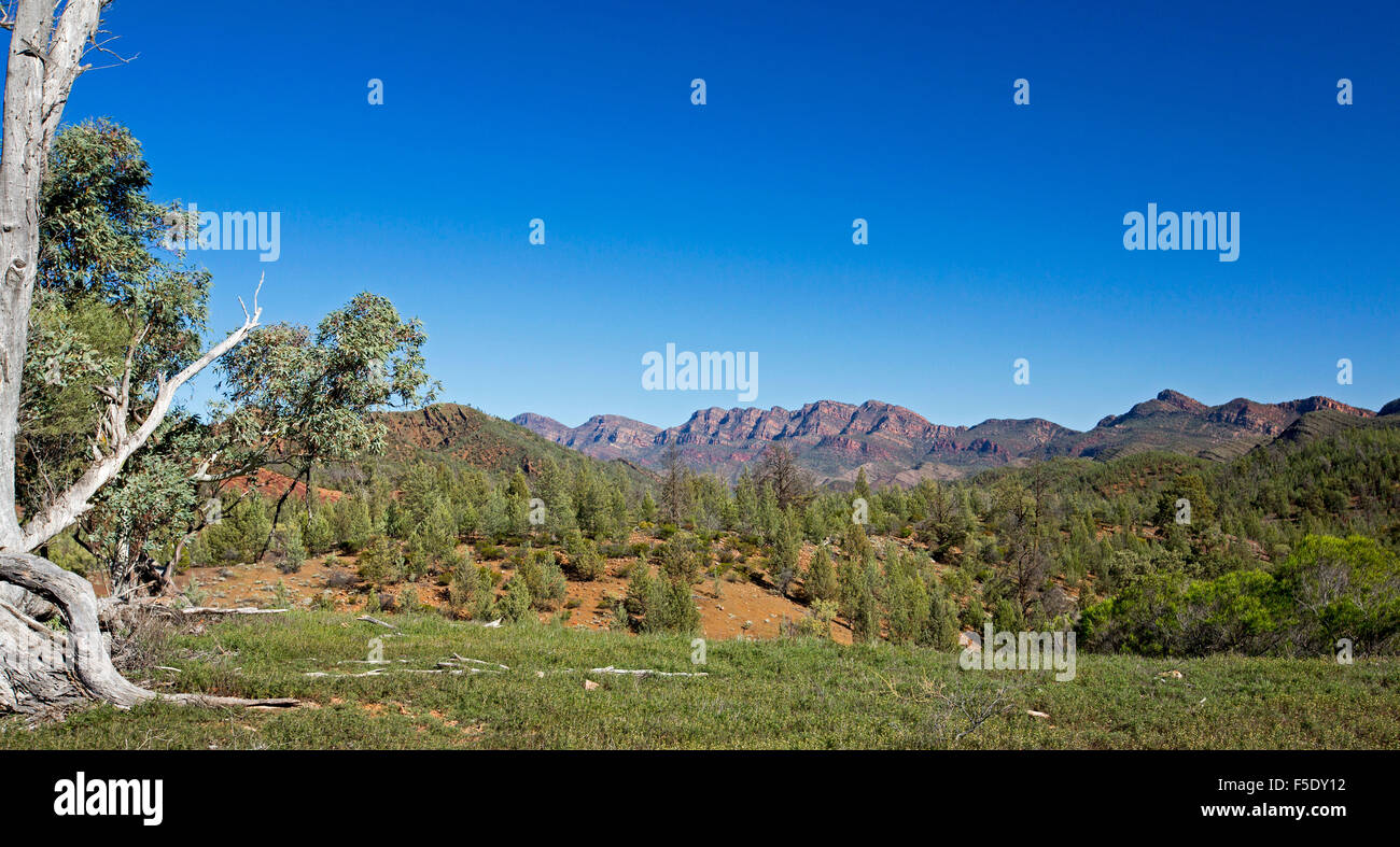 Panoramic outback landscape, peaks of Flinders Ranges rising beyond red hills cloaked with cypress pine trees under blue sky in South Australia Stock Photo