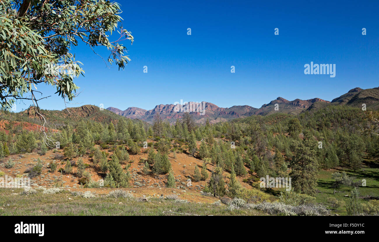 Panoramic outback landscape, peaks of Flinders Ranges rising beyond red hills cloaked with cypress pine trees under blue sky in South Australia Stock Photo