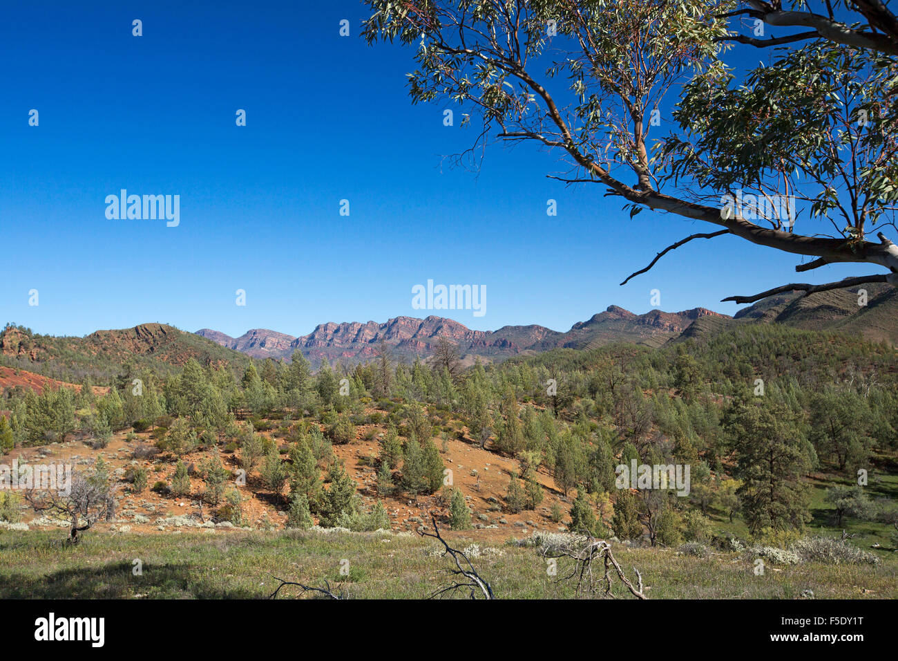 Spectacular outback landscape, peaks of Flinders Ranges rising beyond red hills cloaked with cypress pine trees under blue sky in South Australia Stock Photo