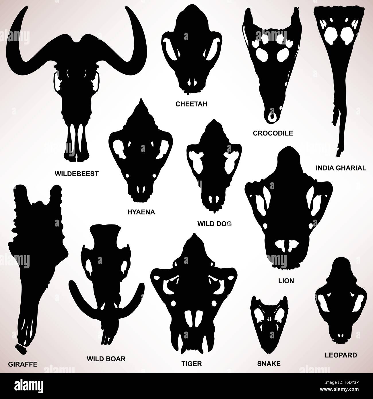 Animal Skull Bone Skeleton Stock Vector Image & Art - Alamy Animal Skull Bone Skeleton Stock Vector Image & Art - Alamy