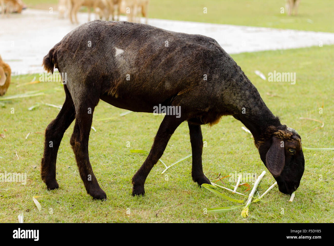Black sheep eating grass in the nature feild Stock Photo