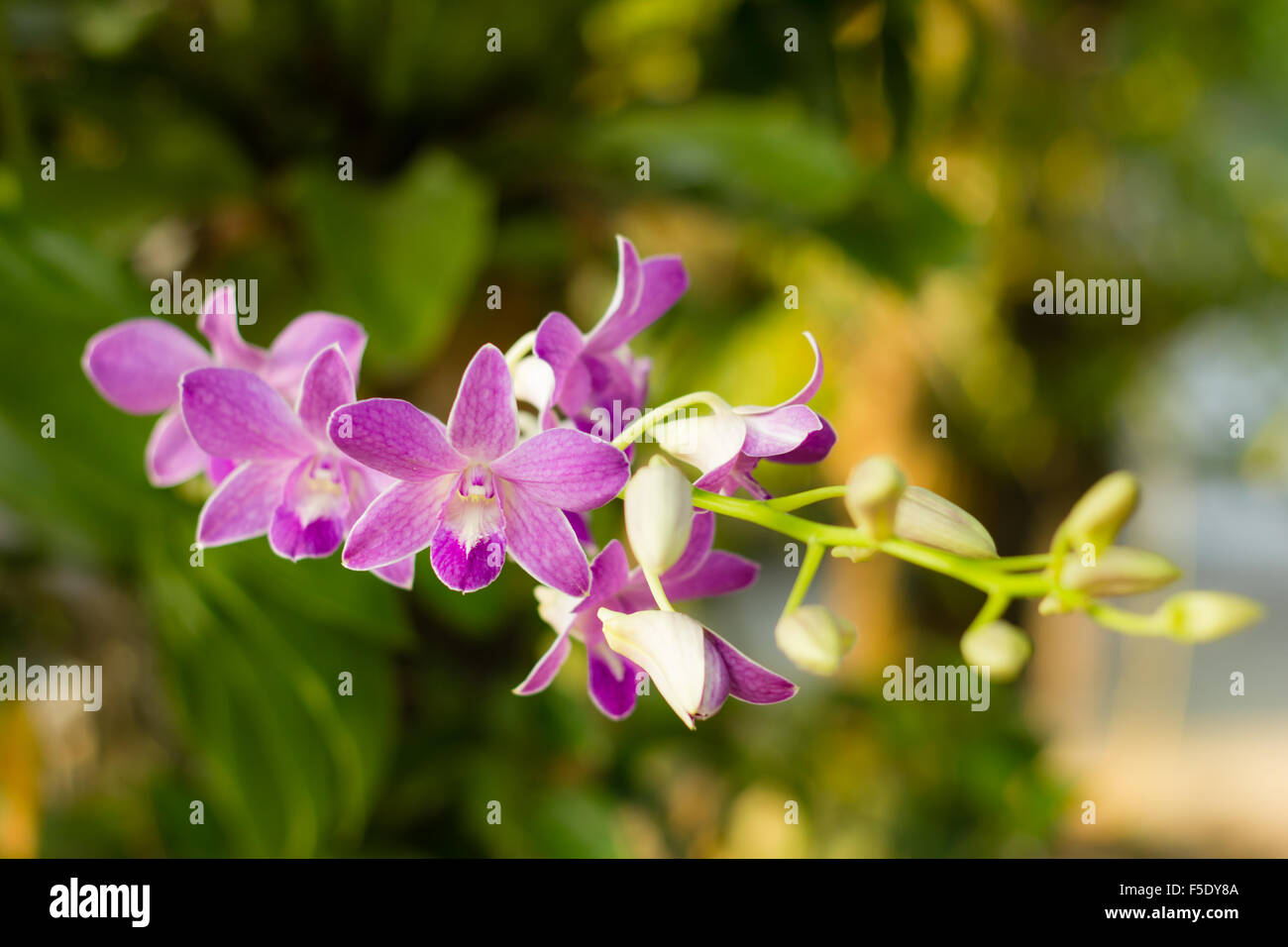 Romantic beautiful purple orchid hi-res stock photography and images ...