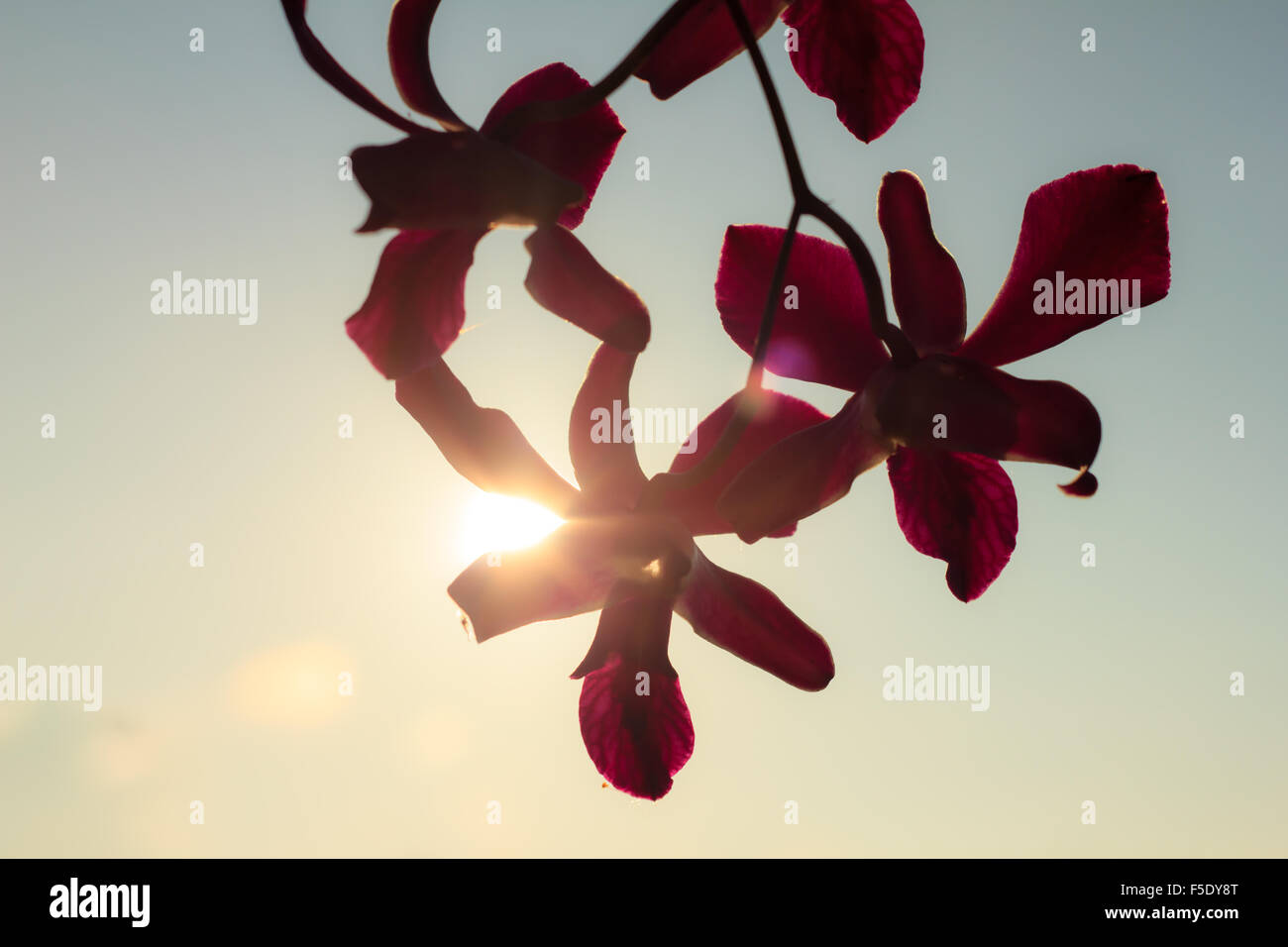 The purple orchid in the setting sun Stock Photo