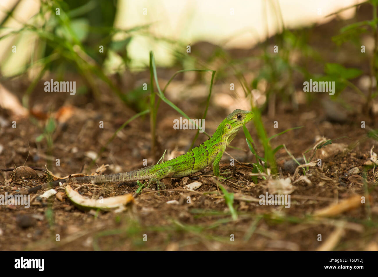 Baby Black spiny-tailed iguana walking on the rain forest floor Stock Photo