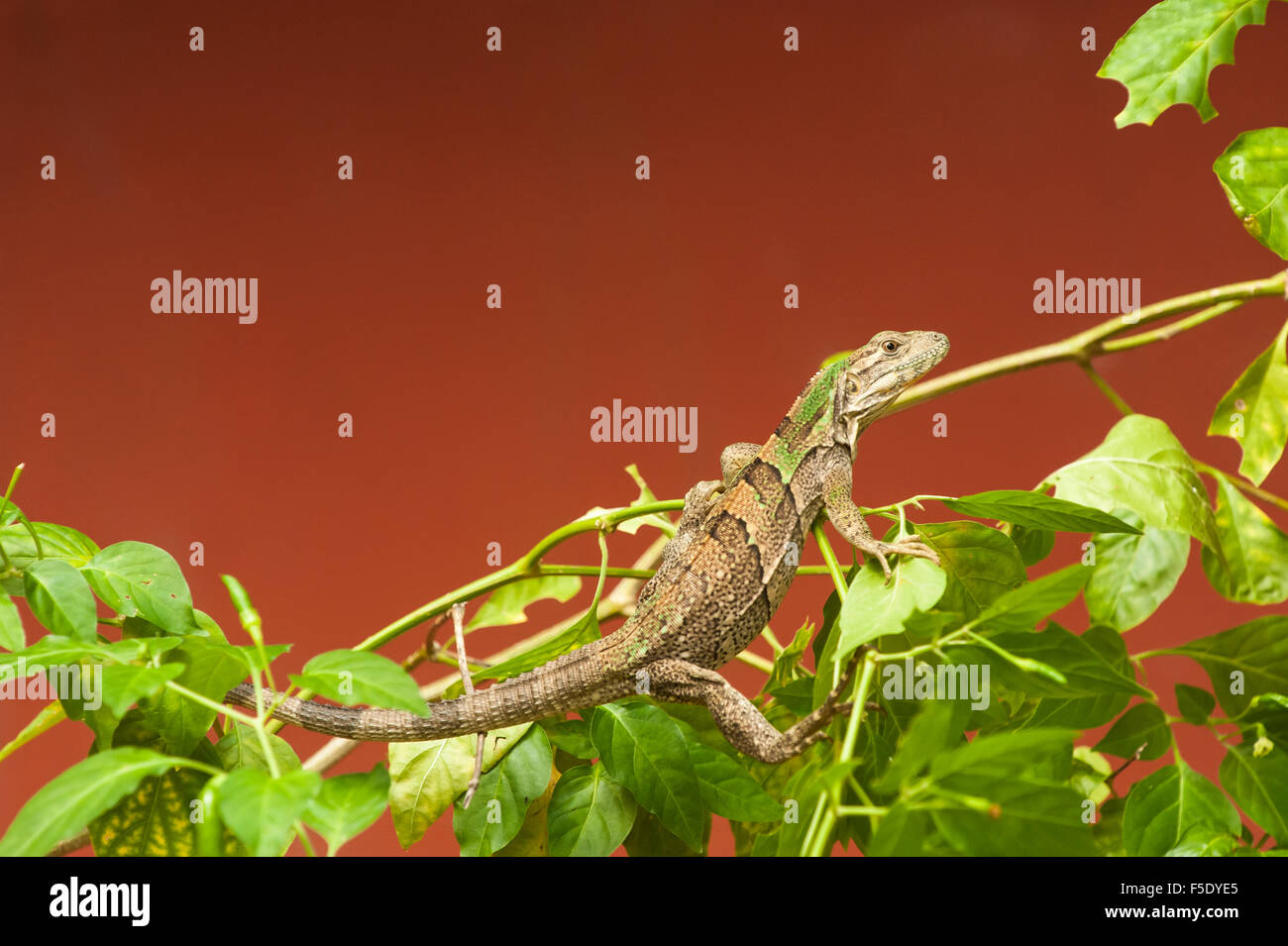 Young black spiny-tailed iguana as he is changing color Stock Photo