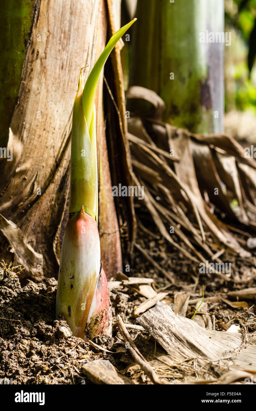 Young banana tree in the nature garden Stock Photo