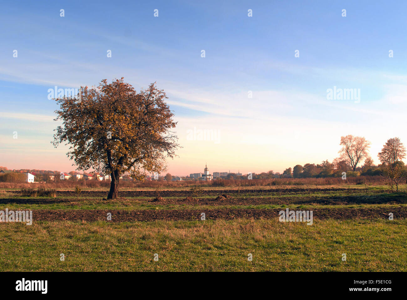 autumn tree is background sky Stock Photo - Alamy